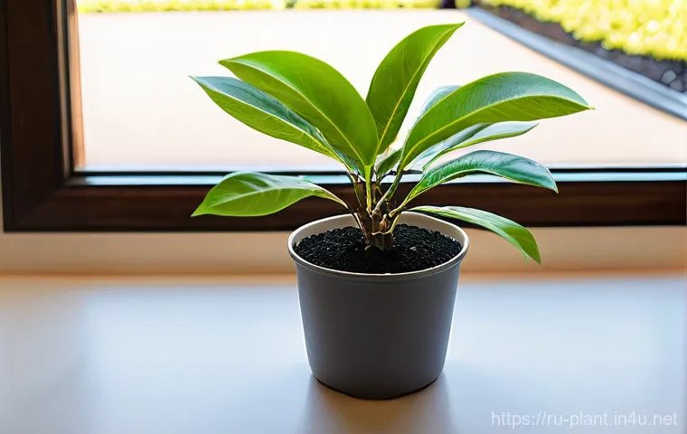 화분 흙 교체 시기 및 방법 - **A thriving Ficus Benjamina in a freshly repotted state.**
**Prompt:** A vibrant Ficus Benjamin...