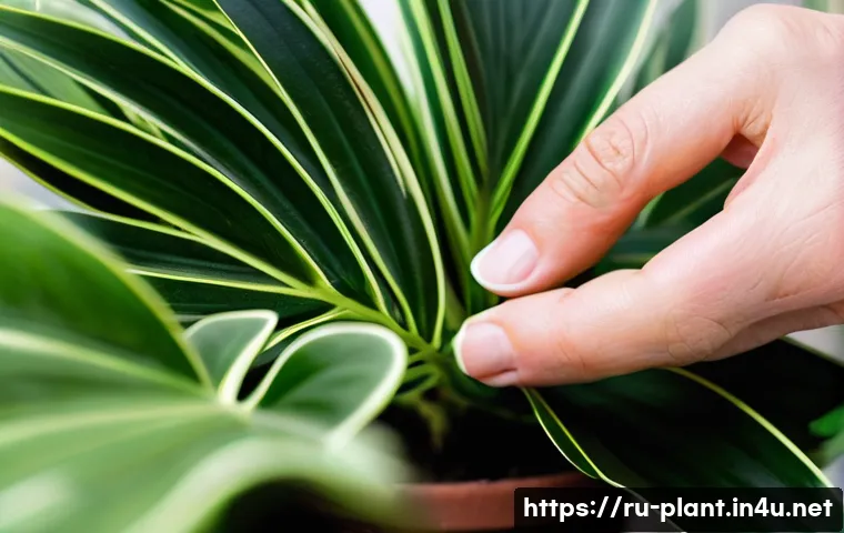 Не дайте своим растениям погибнуть зимой: 5 лайфхаков для идеального ухода 3 겨울철 반려식물 관리법 관련 이미지 1