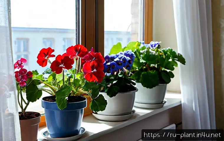 Home 17 꽃이 오래가는 식물 추천 - Photorealistic sunlit Russian apartment windowsill garden featuring long-blooming potted geraniums, ...